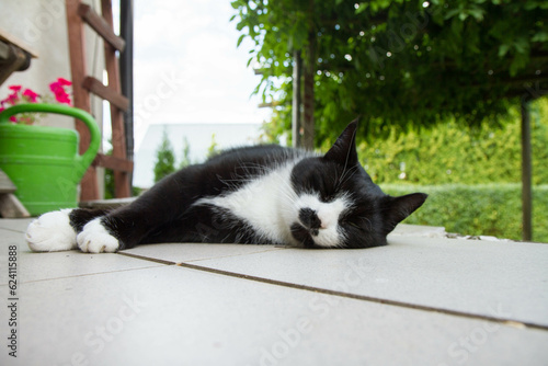 Tired black and white cat resting on a terrace on a hot summer day