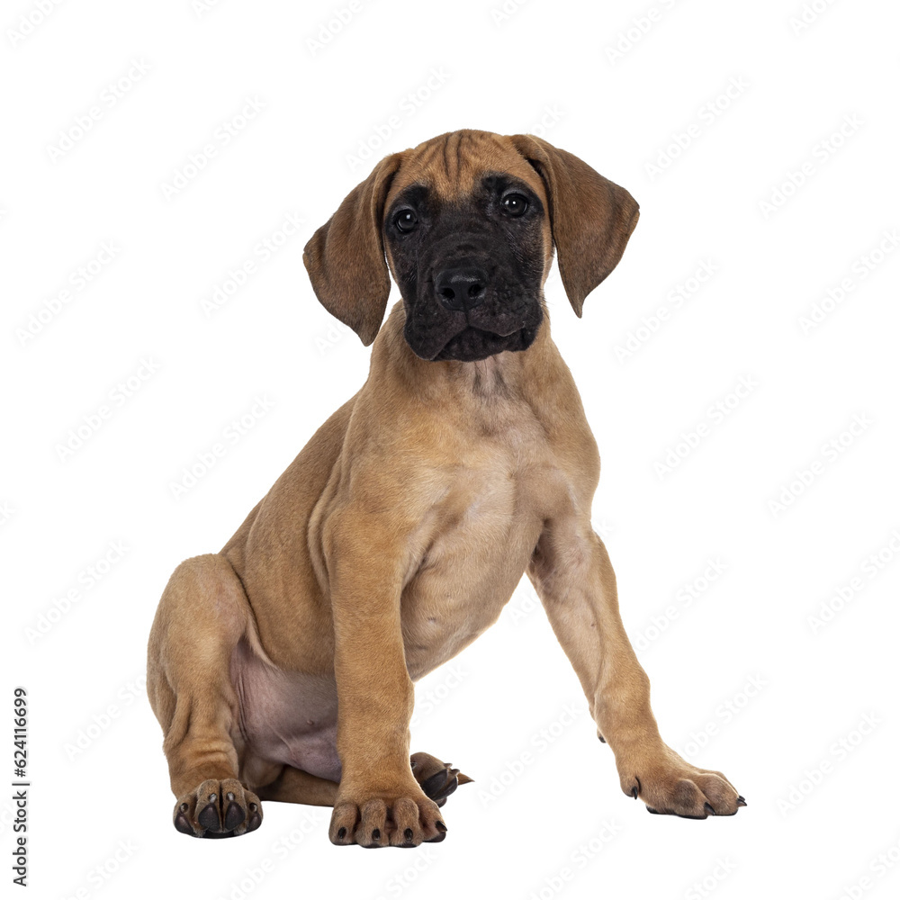 Handsome fawn / blond Great Dane puppy, sitting side ways. Looking straight at lens with dark shiny eyes. Isolated cutout on transparent background.