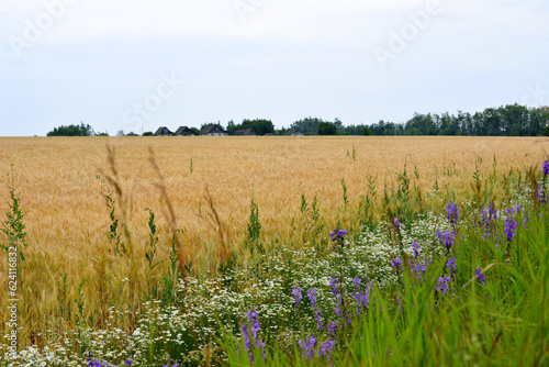 wheat field with camomiles and bluebells and village on background copy space  