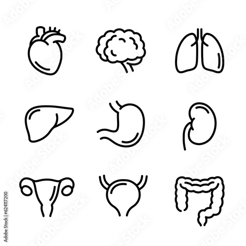 Internal organs hand drawn doodles, line icon set