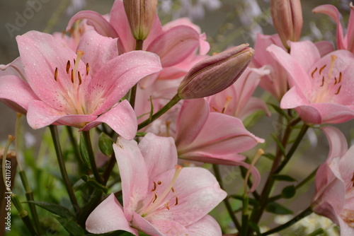 A large bush of pink large decorative lilies in the garden in summer
