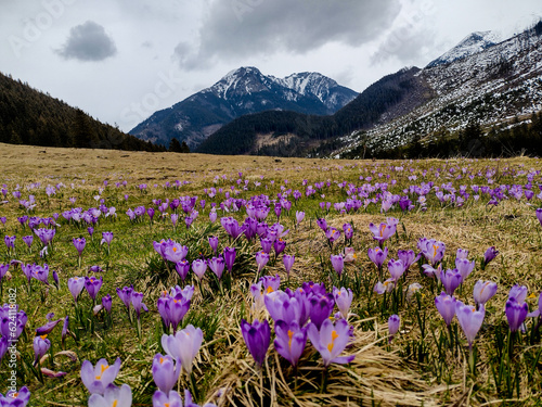 Spring comes to the mountains of the Tatras. Poland.