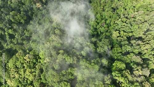 Tropical forests can absorb large amounts of carbon dioxide from the atmosphere. photo