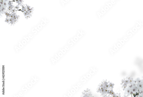 Apple branch on transparent background.  White  Spring cherry blooming with petals isolated. Set flower branch png