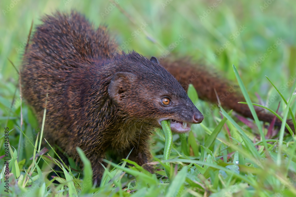 Fototapeta premium Mongoose (Urva javanica) eating a snake as their prey