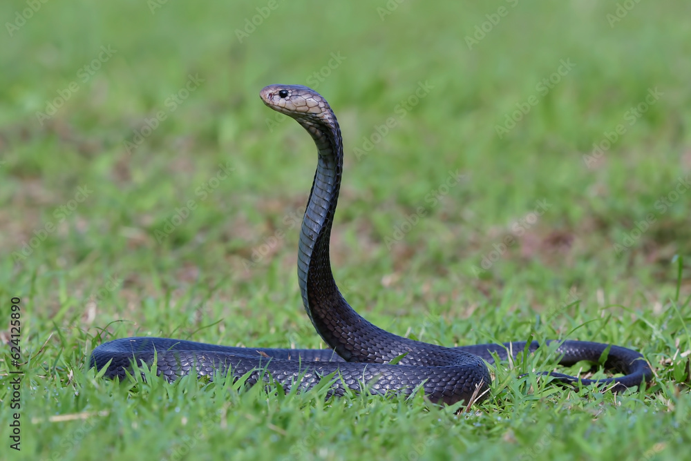 Fototapeta premium Javanese spitting cobra on a grassland