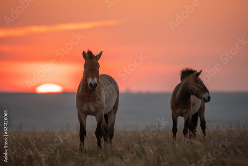 Wild Przewalski's horses. A rare and endangered species originally native to the steppes of Central Asia. Reintroduced at the steppes of South Ural. Sunset, golden hour