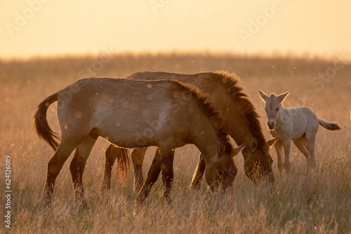 Wild Przewalski's horses. A rare and endangered species originally native to the steppes of Central Asia. Reintroduced at the steppes of South Ural. Sunset, golden hour photo