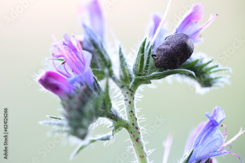 shield bug Psacasta exanthematica sitting on a blue flower photo