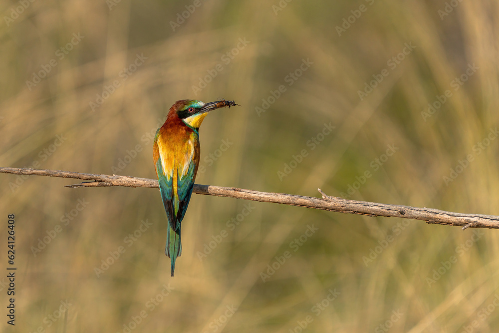 The bee-eater on its perch. Colorful birds. The bee-eater on its perch. Colorful birds.