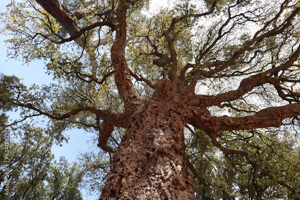 Obraz premium Cork oak, a tree with beautiful bark, viewed from below,