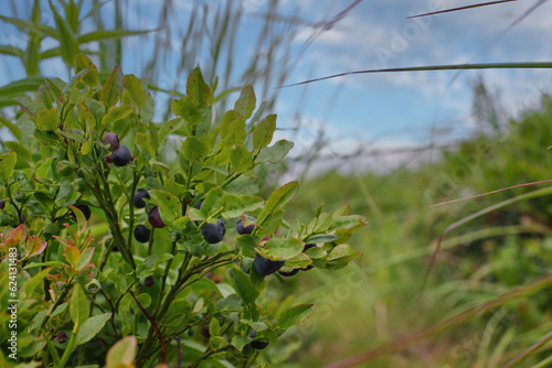 Blueberry bush with ripe blue berries close-up. Tasty and healthy berries in the Carpathian mountains