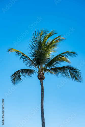 Lone Palm Tree