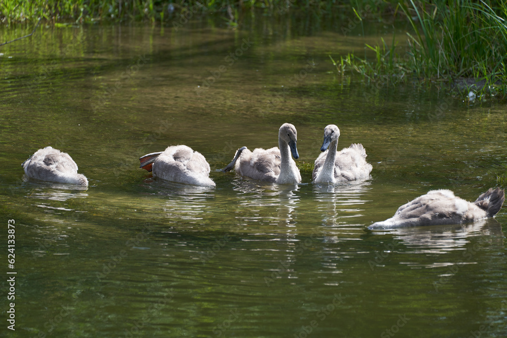 Fototapeta premium Swan Family