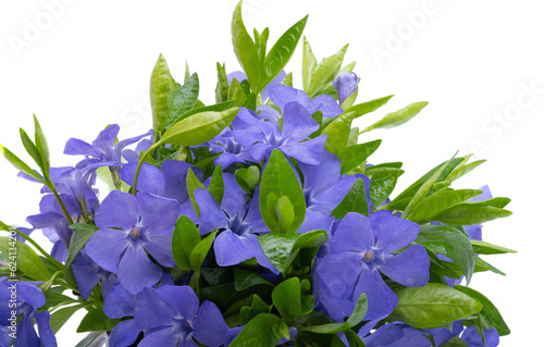 Obraz na plátně periwinkle flowers isolated