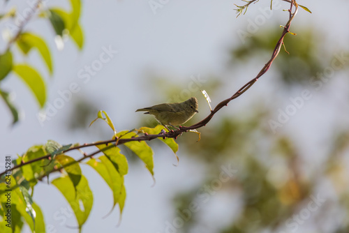 Yellow-browed tit (Sylviparus modestus) at Rishop, Kalimpong, West Bengal, India photo