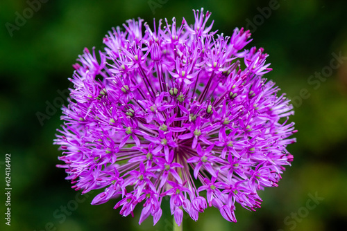 Close up of a flower