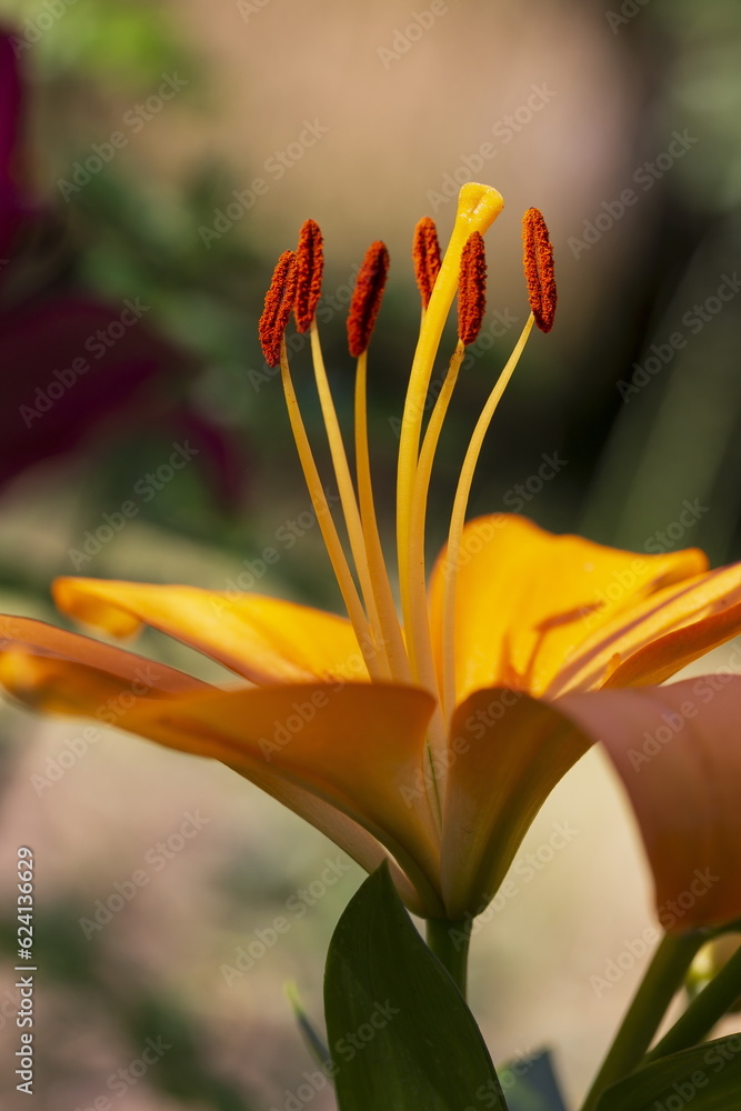 Obraz premium Detail of blooming orange Lily