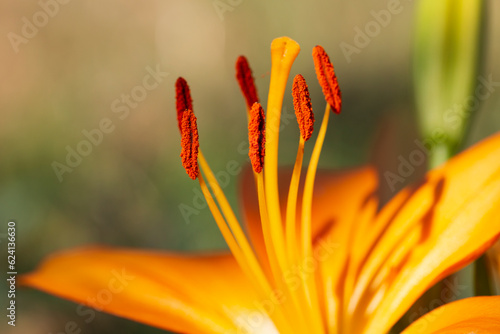 Detail of blooming orange Lily
