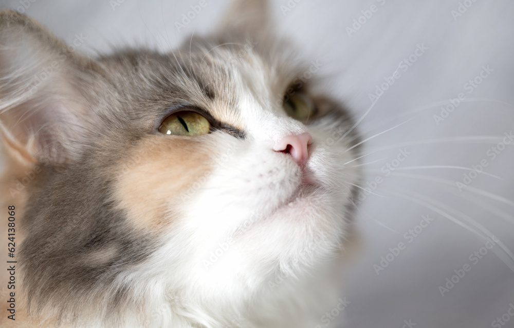 close-up of a cat's face close-up of a cat's face