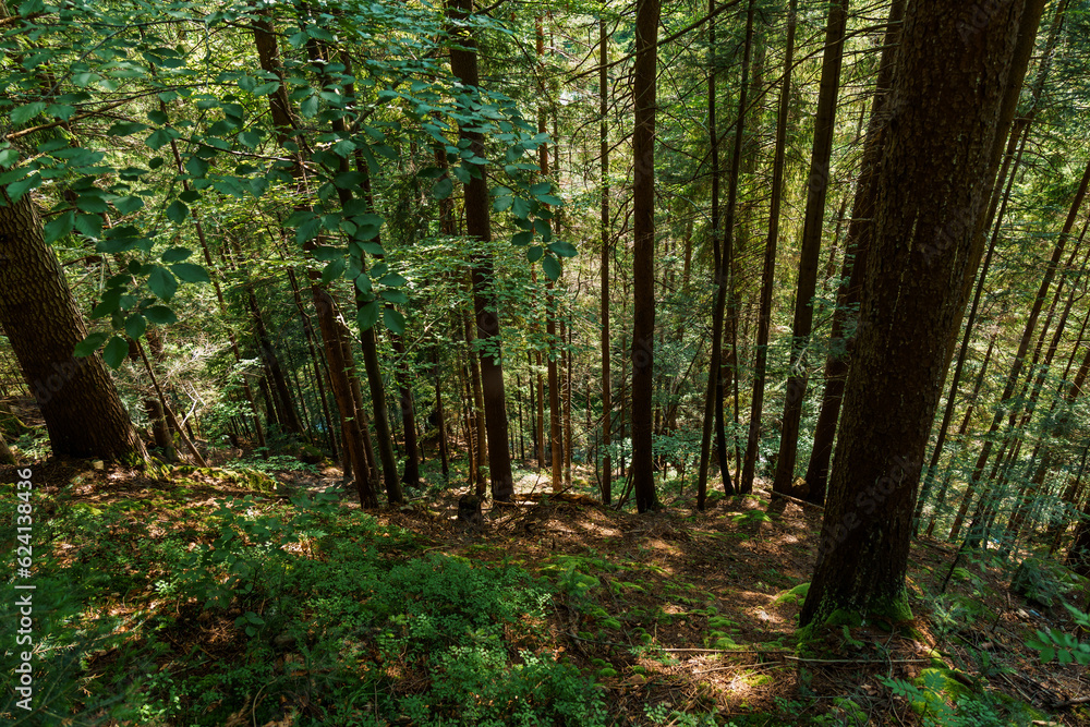 Beautiful green summer forest in the mountains after the rain Beautiful green summer forest in the mountains after the rain