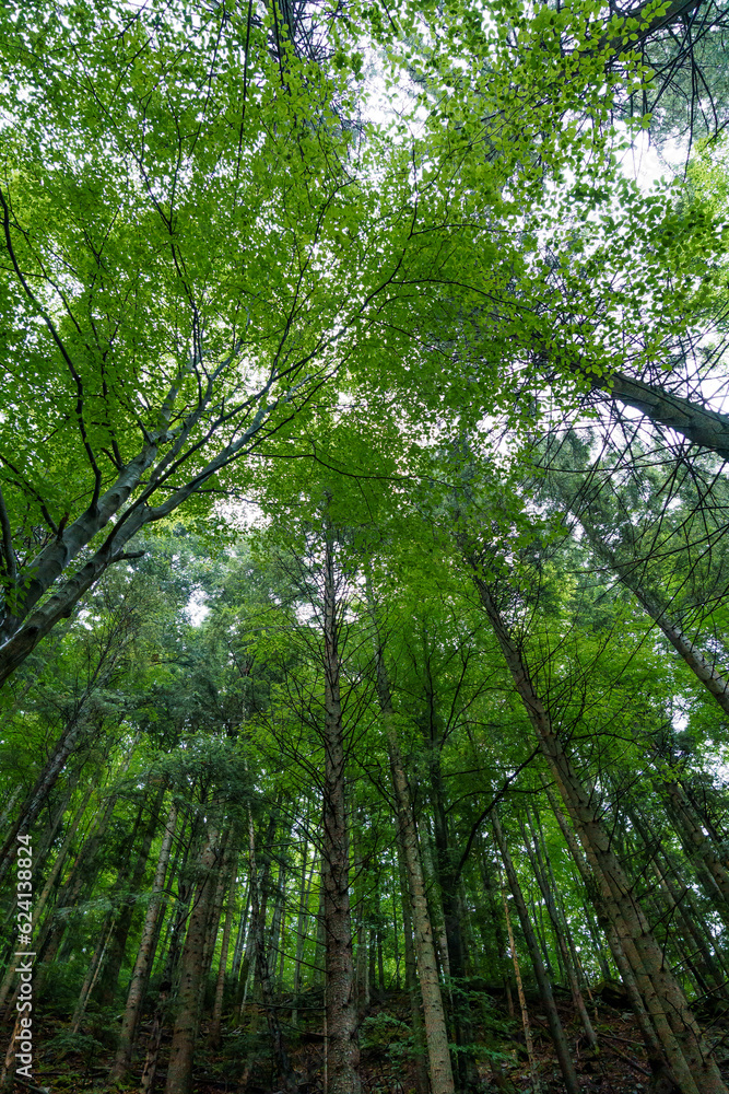 Beautiful green summer forest in the mountains after the rain Beautiful green summer forest in the mountains after the rain