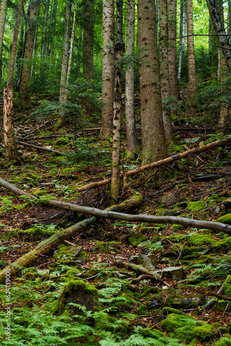 Beautiful green summer forest in the mountains after the rain