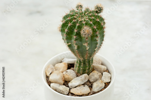 Cactus parent with offsets on barrel in white pot on marble background photo