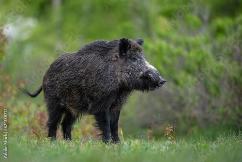 Big male wild boar with forest background