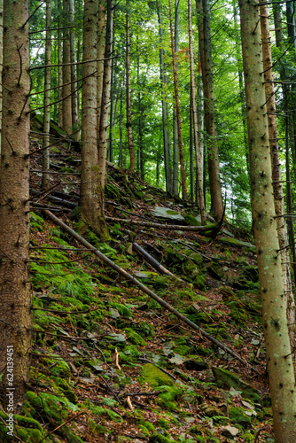 Beautiful green summer forest in the mountains after the rain