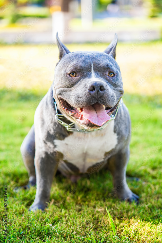 American Bully dog on the grass background