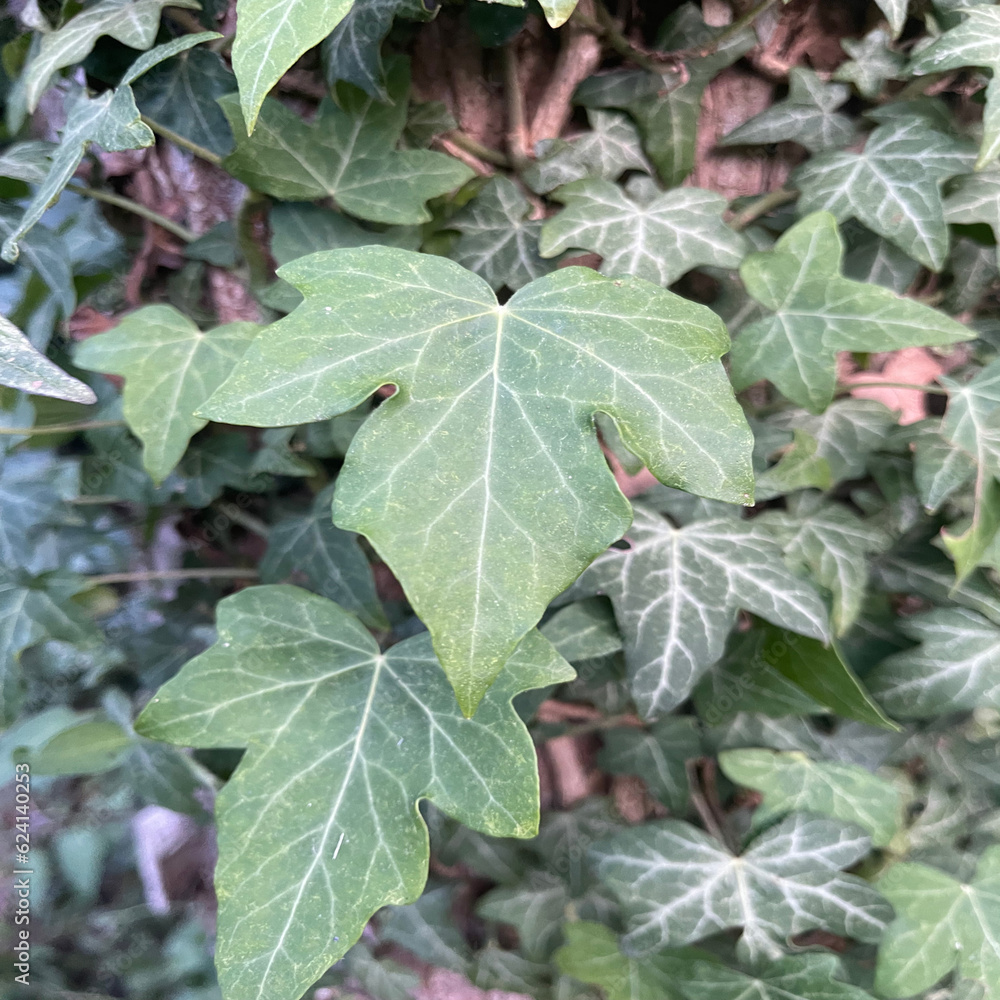 leaves 
