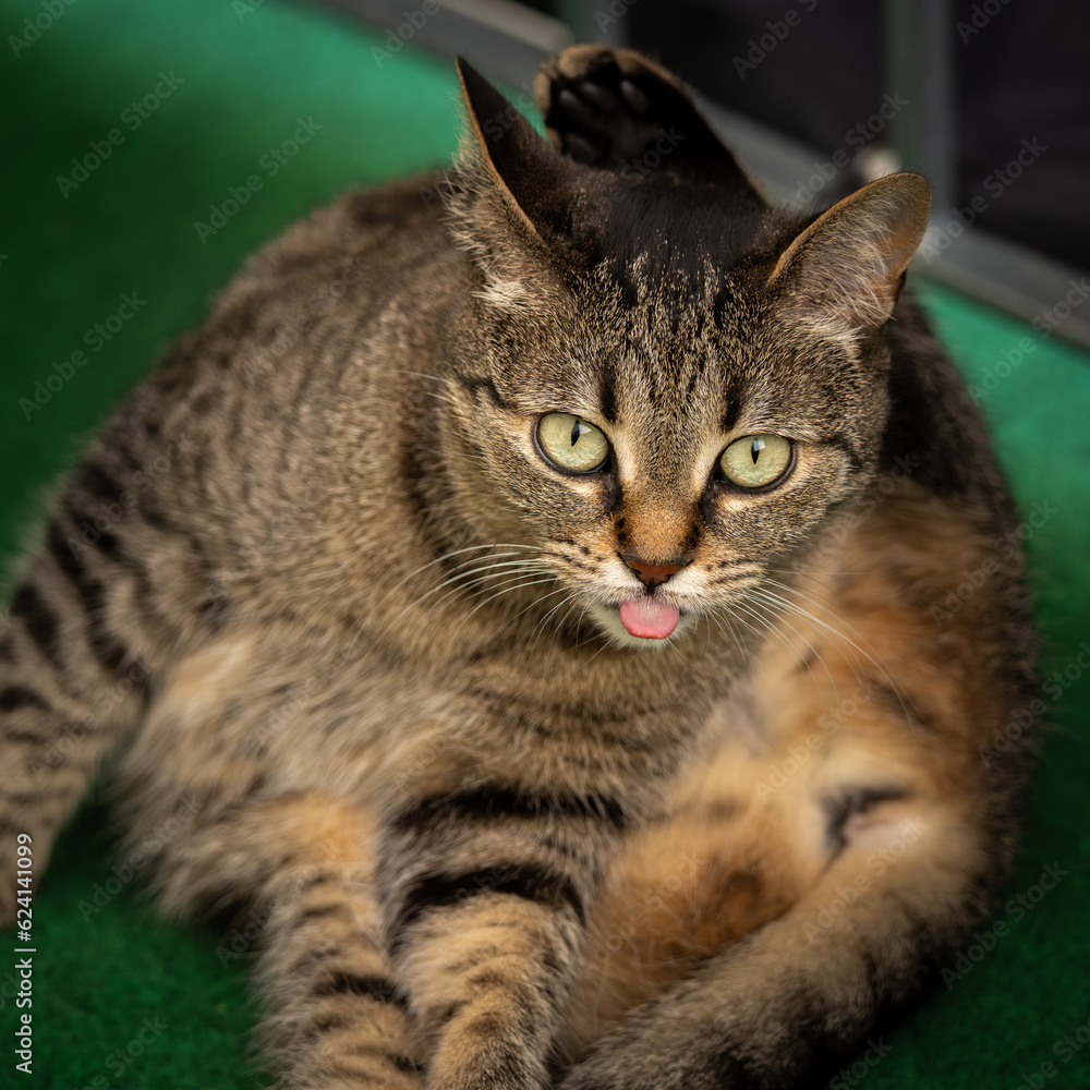 close up of cat