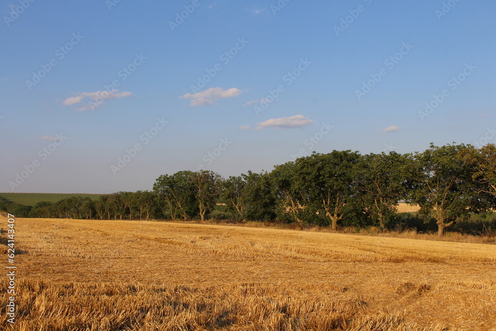 A field of hay with trees in the background