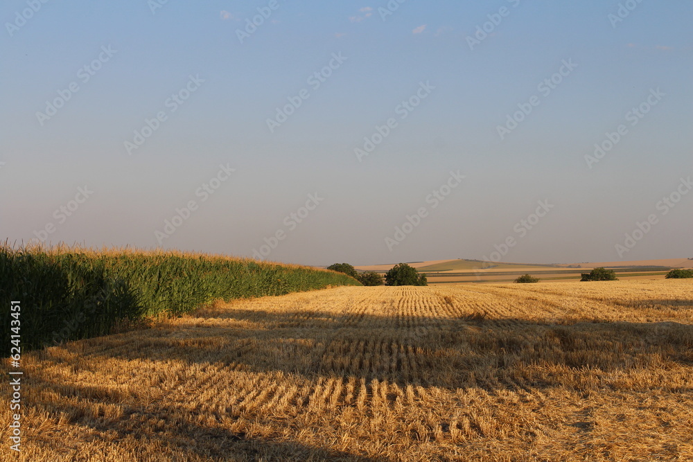 A field of wheat and a green field