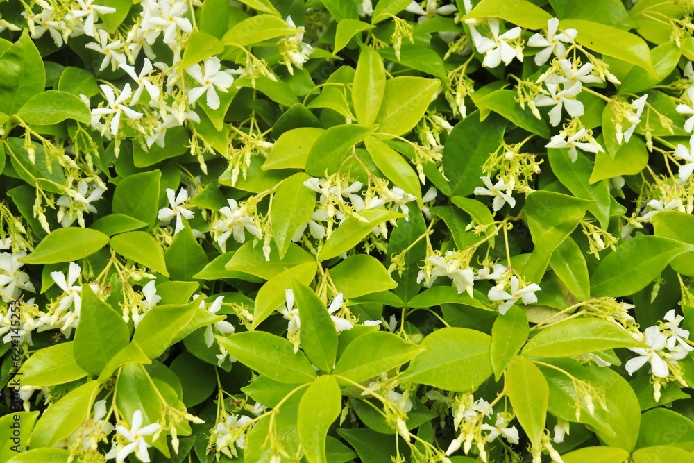 green leaves background green leaves background