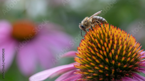 Honigbiene auf Blüte © C. Schüßler
