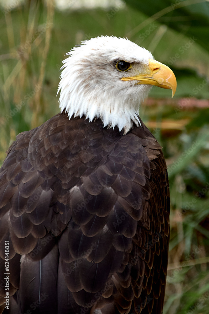 A bald eagle perched on a ring. Haliaeetus leucocephalus A bald eagle perched on a ring. Haliaeetus leucocephalus