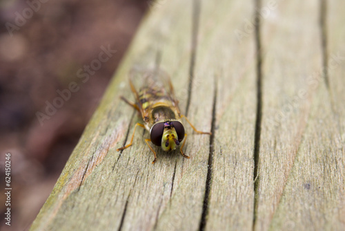 Hoverfly on wooden deck.