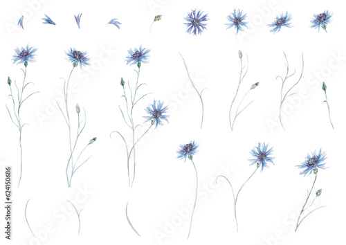 Kornblumen - cornflowers Aquarell Illustration photo