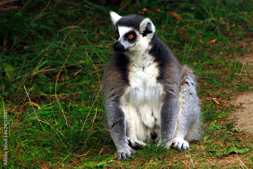 Ring-tailed Lemur, Lemur catta
