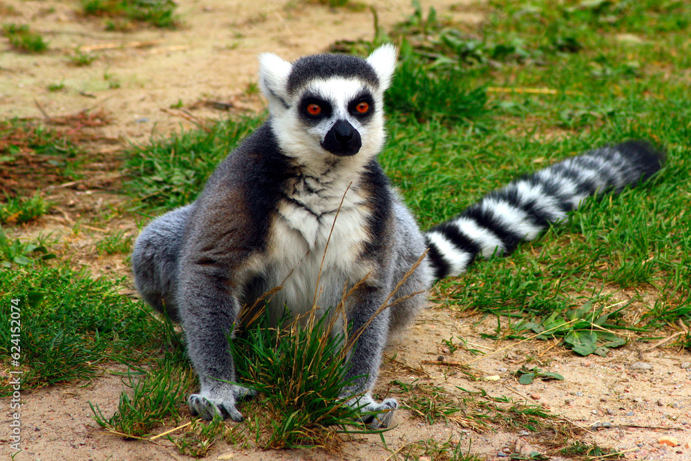 Ring-tailed Lemur, Lemur catta
