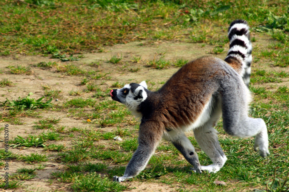 Fototapeta premium Ring-tailed Lemur, Lemur catta 