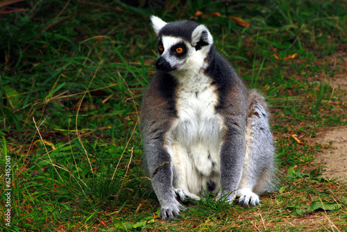 Ring-tailed Lemur, Lemur catta 
