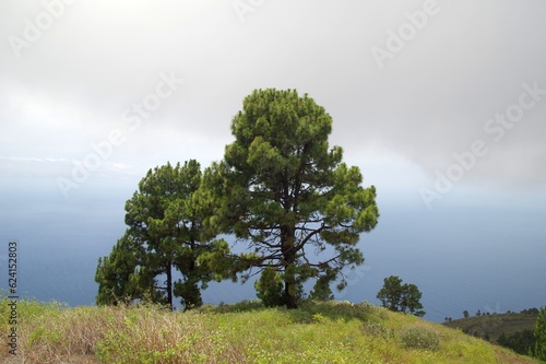 Pinien auf La Palma photo