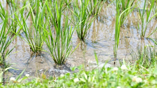 夏の水田風景　水が流れ込む田