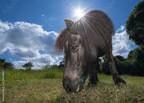 Shetland pony grazing