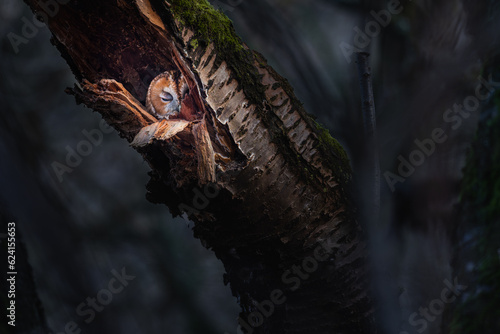 Tawny owl or brown owl (Strix aluco). © Vlasto Opatovsky