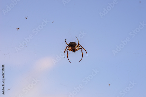 Spider hunting flies on web on web against blue sky