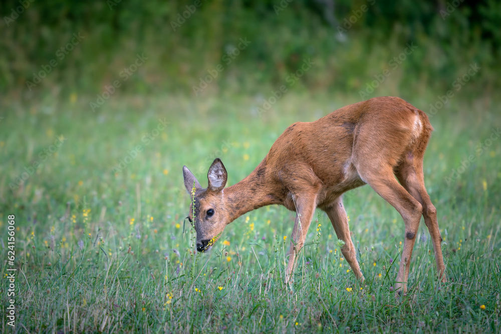 Roe deer ( Capreolus capreolus ). Female eating a leaf in a grassy meadow. Roe deer ( Capreolus capreolus ). Female eating a leaf in a grassy meadow.